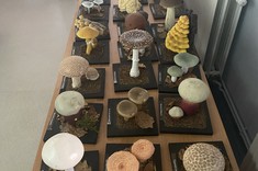 Warsztaty "Grzyby w aspekcie bezpieczeństwa żywności" dla studentów II roku Bezpieczeństwa wewnętrznego,