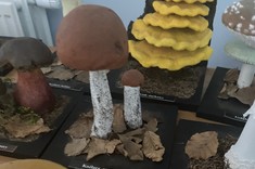 Warsztaty "Grzyby w aspekcie bezpieczeństwa żywności" dla studentów II roku Bezpieczeństwa wewnętrznego,