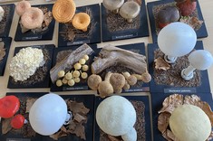 Warsztaty "Grzyby w aspekcie bezpieczeństwa żywności" dla studentów II roku Bezpieczeństwa wewnętrznego,