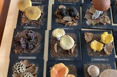 Warsztaty "Grzyby w aspekcie bezpieczeństwa żywności" dla studentów II roku Bezpieczeństwa wewnętrznego,